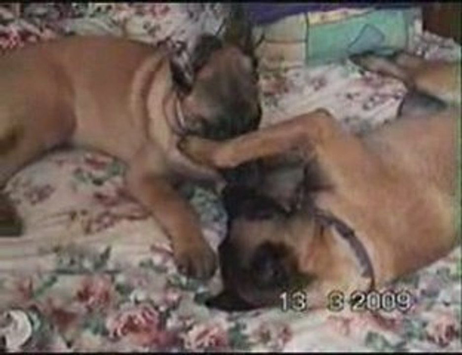 Cannelle_20090319_1
