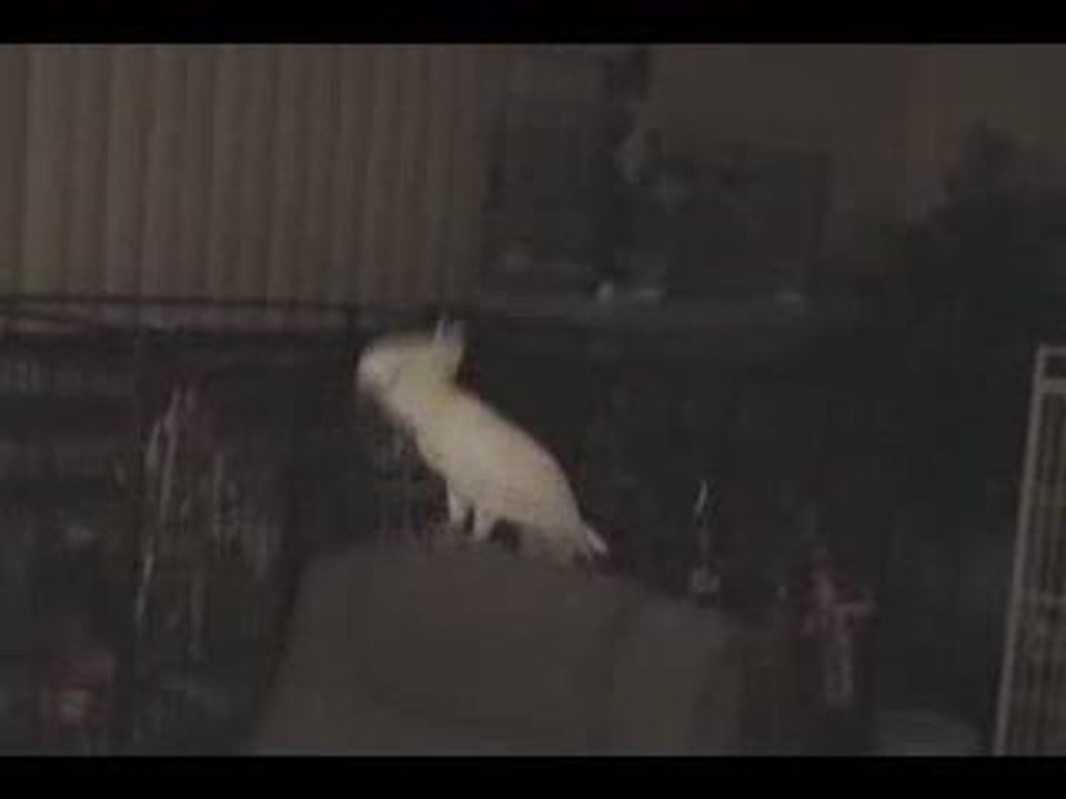 PERROQUET danseur