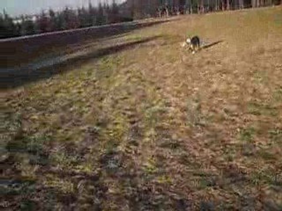 Athéna a trouver un bâton