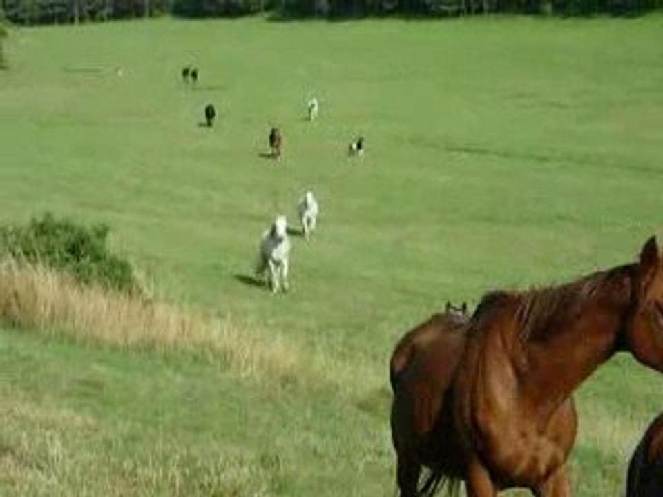 Arrivée chevaux pré