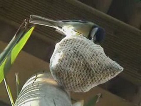 Mésanges charbonnières et mesanges bleues .