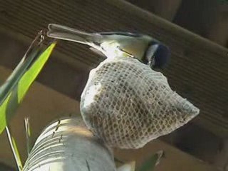 Mésanges charbonnières et mesanges bleues .