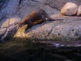 Siam Ocean World, Bangkok, Otter-Gehege