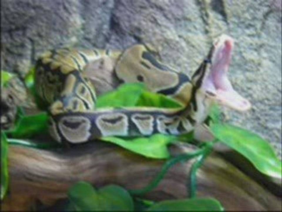 Pit le python de Boyeux