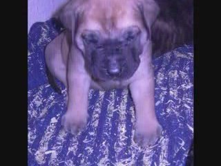 Video chiots mastiffs