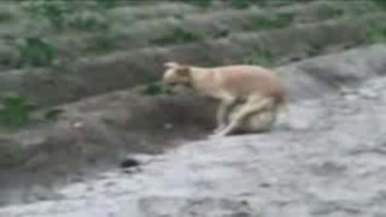 Can jugando al fútbol¿