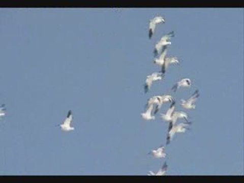 JOUR DU PRINTEMPS 2009 ARRIVÉE DES OIES BLANCHE