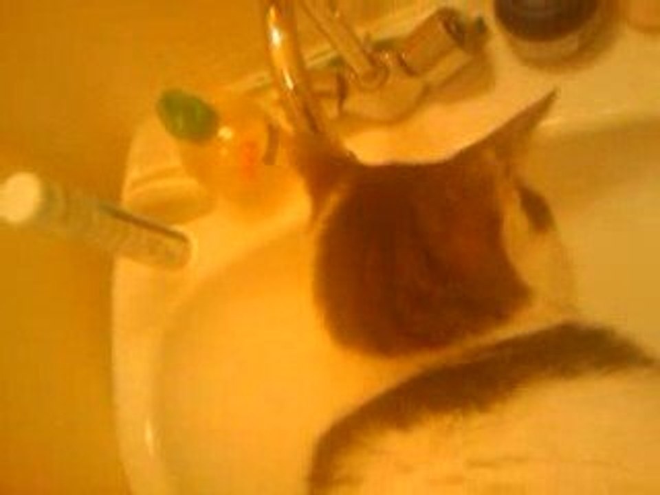 Chat qui boit au Robinet