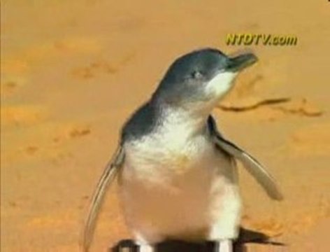 Two Lucky Penguins in Sydney