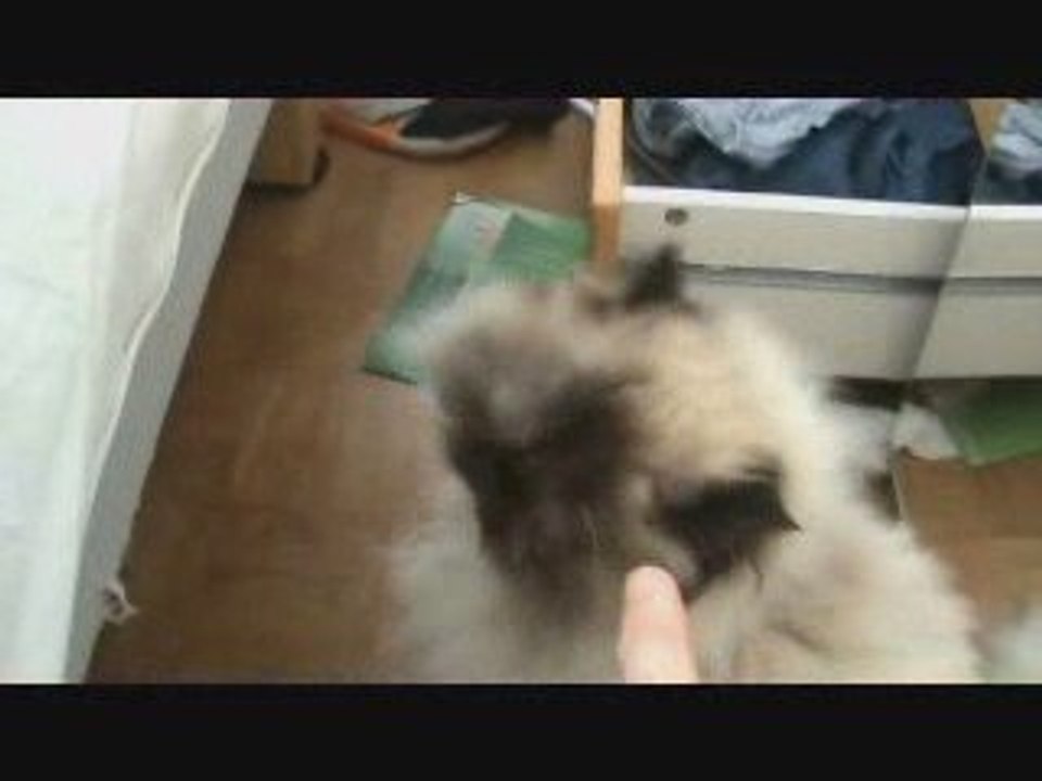 La chatte des caleçons