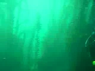 Scuba Diver Girl Margo in the Kelp