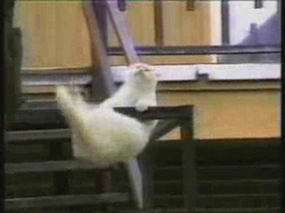 JC Poirot: j'aime beaucoup les chats!! de 1984