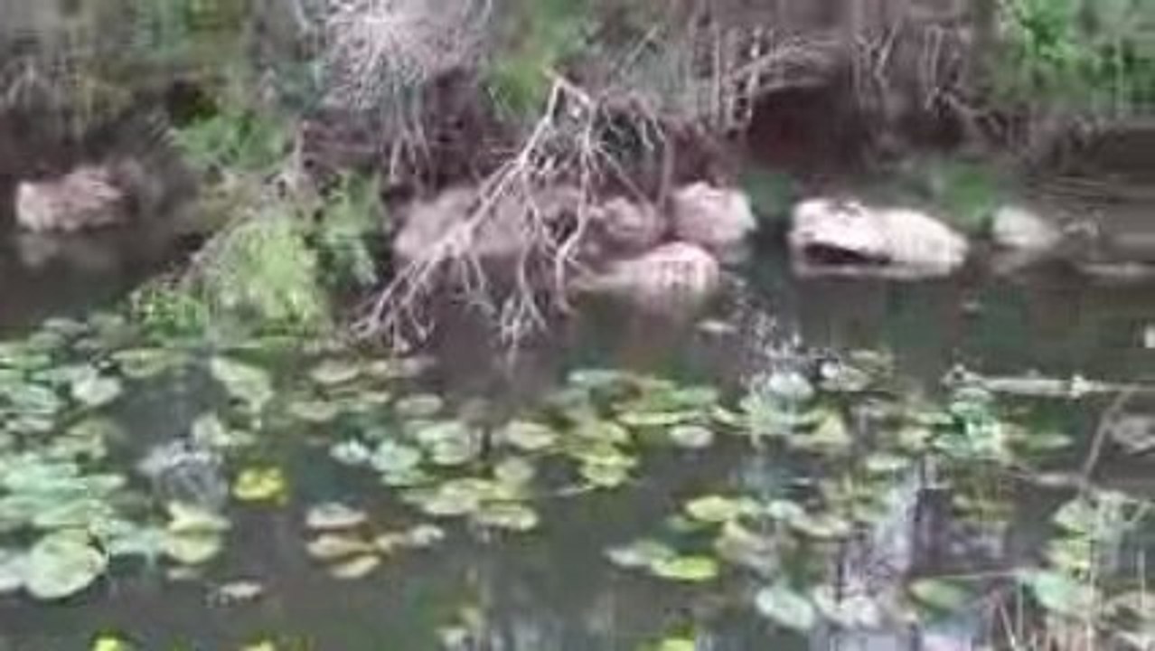 Everglades