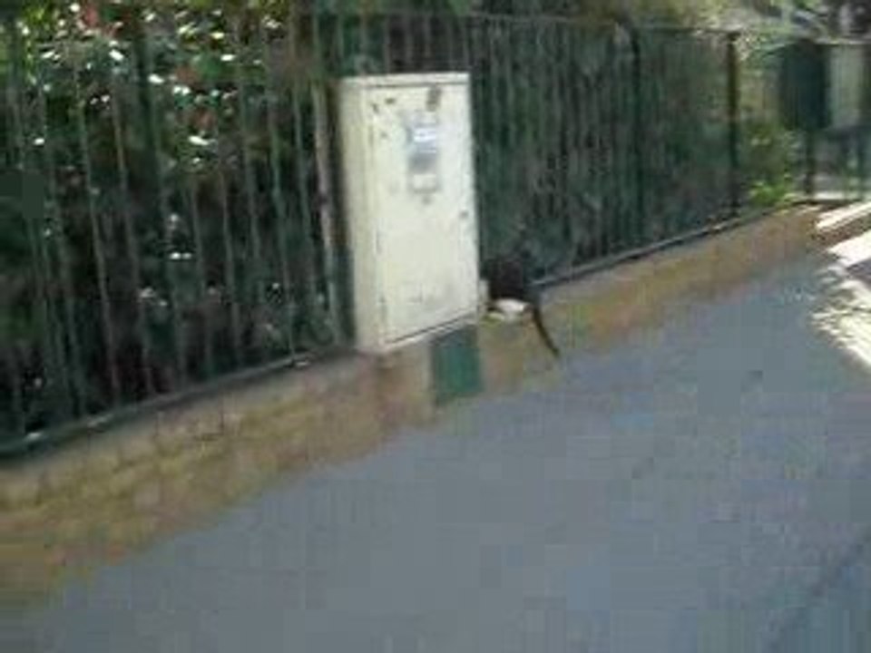 Chat des villes