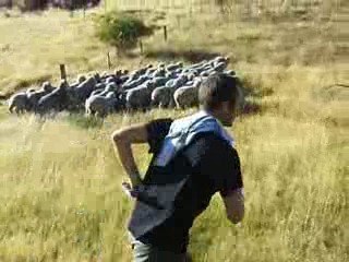 new zealand 6 - moutons!