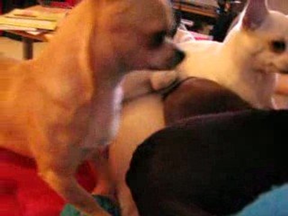 Archie chihuahua donne coup de nez bazoo