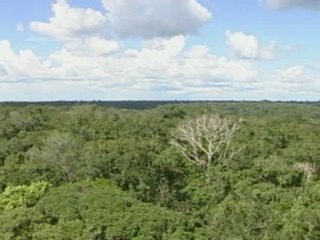 Plants grow faster because of C02