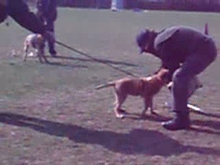 ENZO DE LA FORGE DES SEPT FLAMMES