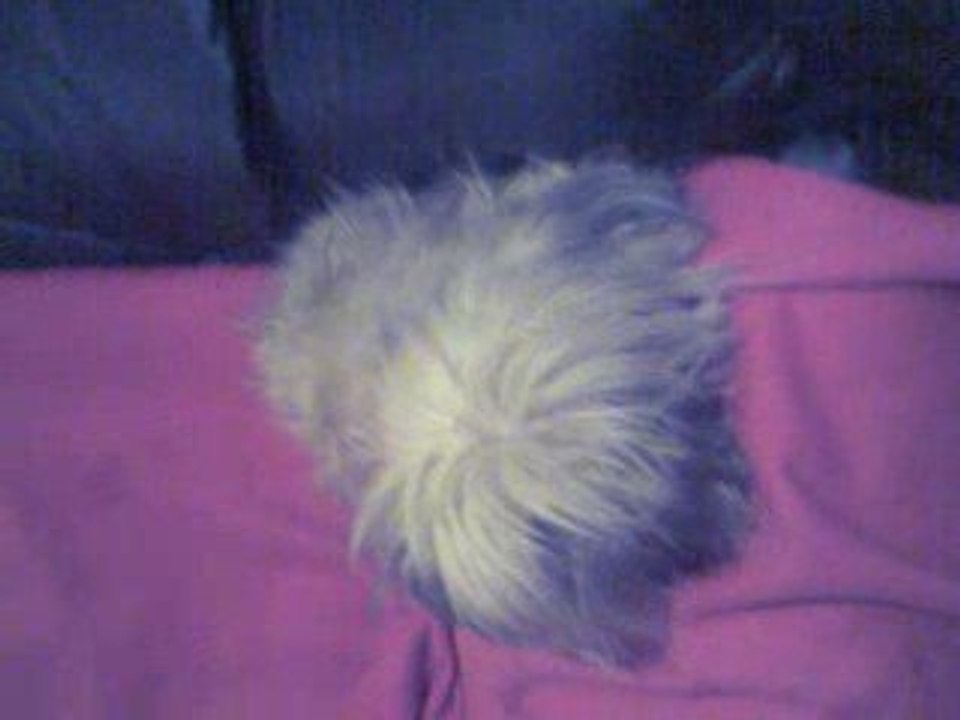 Chien fou!