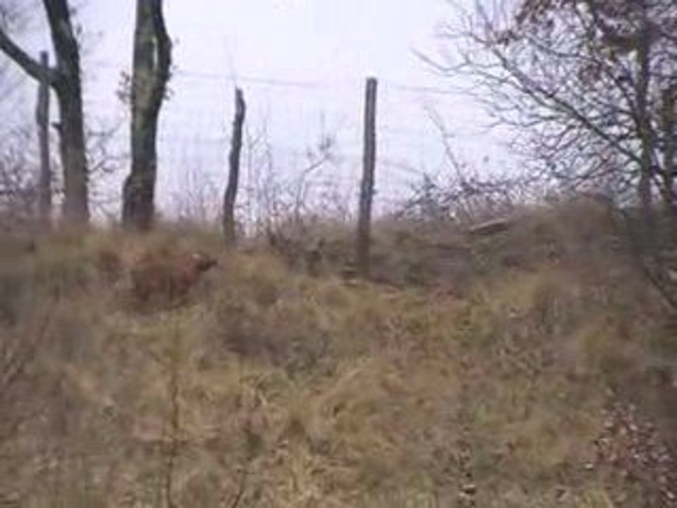 griffon fauve et sangliers