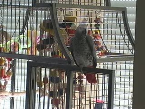 Tsuki Gris du Gabon rale : C'est non ça va pas la tête