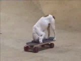 Pete Skateboarding Dog