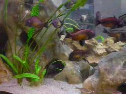 Tropheus moori Kambwimba Red rainbow F1