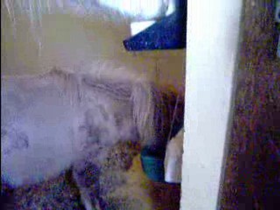 Poneys 19 mars 09 001