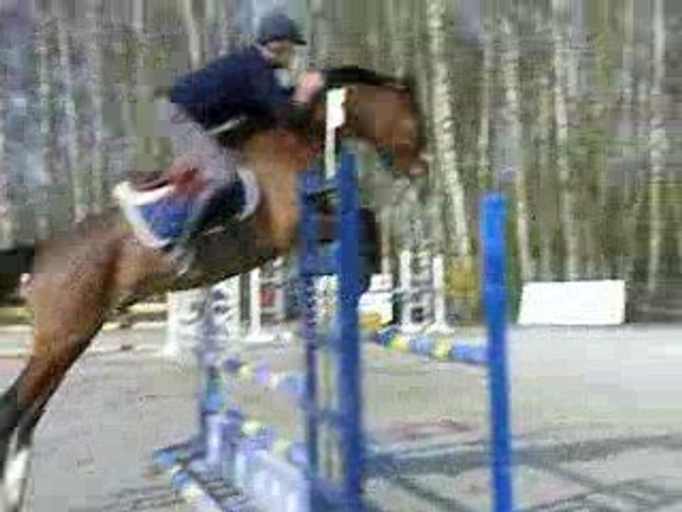 Jeunes chevaux Roméo