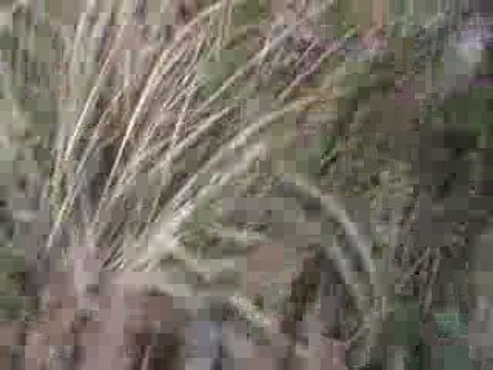 jeunes griffons fauves et sanglier