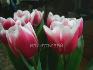 Ingrid Cup - I Will Not Die _ Milen