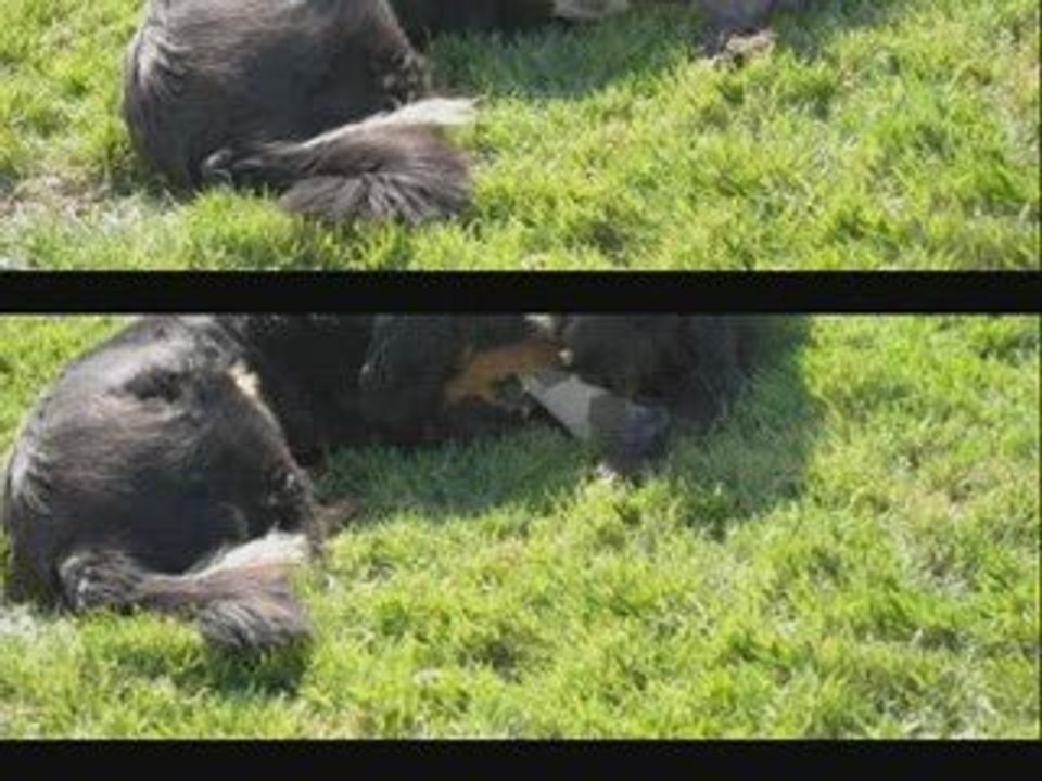 Journée du 22 mars 2009 avec la meute