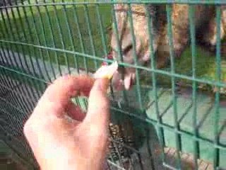 feeding my baa baa black sheep