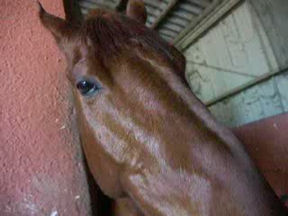 nez de natif