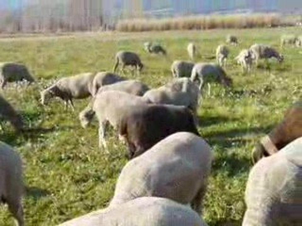 Moutons isa la bergere