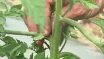 SK Foods video #9 presents how to prune tomato seedlings.