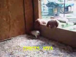 EPAGNEUL BRETON - LES VORACES