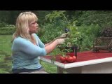 SK Foods video #13 presents secret tomato experiment?