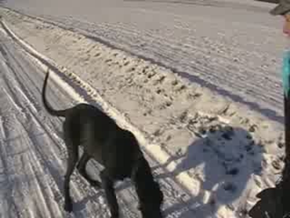 dalhi a la neige