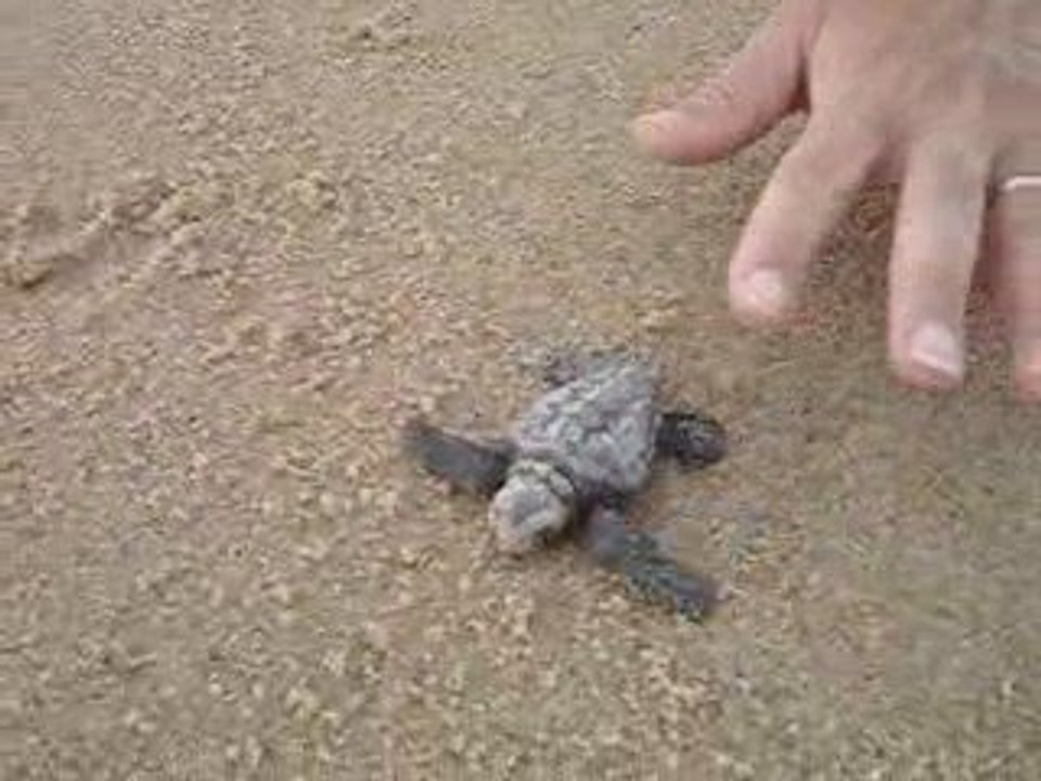 Sauvetage bébé tortue bresil praia das ondas
