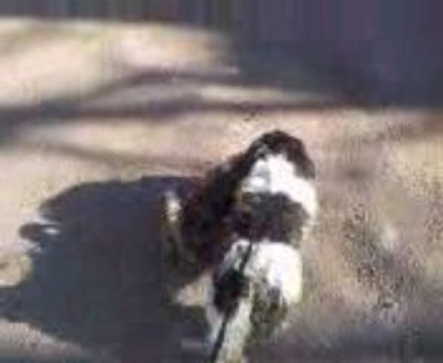 Easy pipi avec cooky