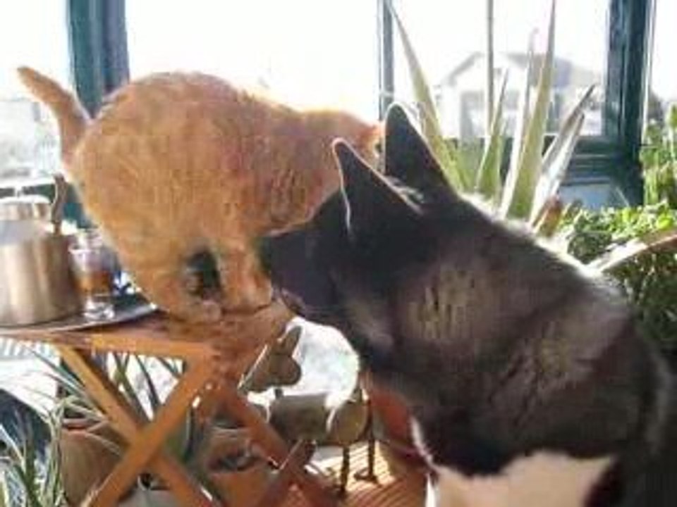 Les calins de Tahoe et Cheyenne