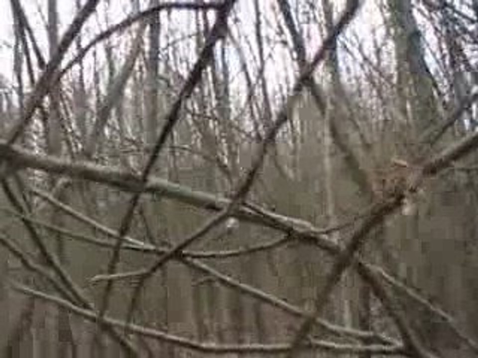 sangliers et jeunes griffons fauves