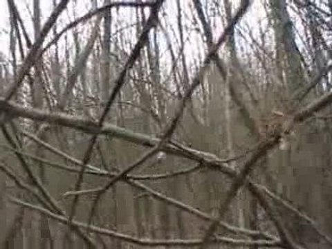 sangliers et jeunes griffons fauves