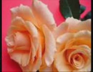 قول الكلمتين   جورج