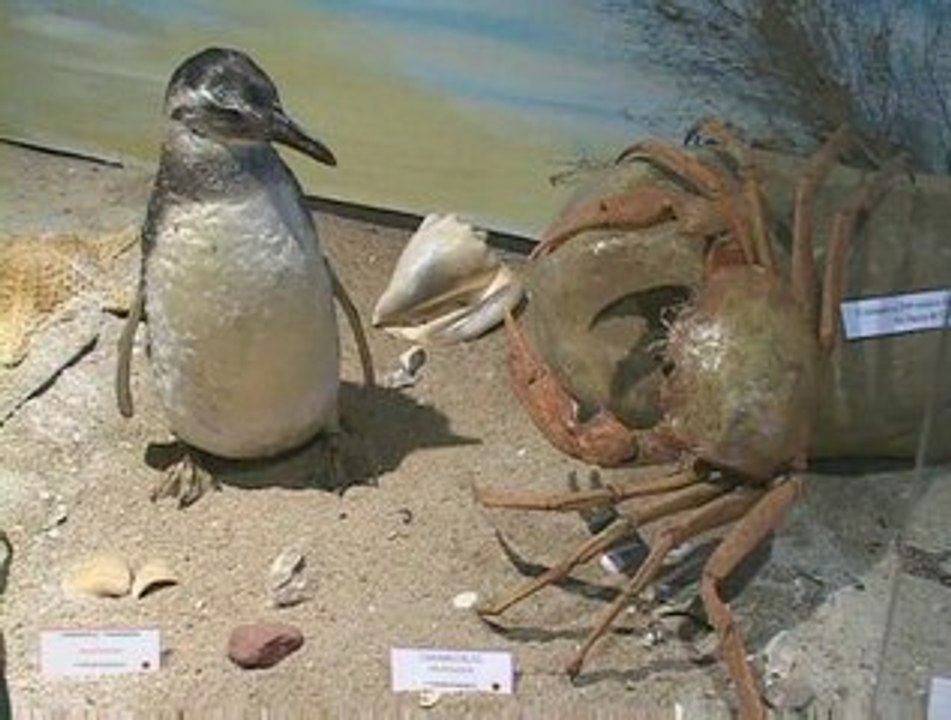 Taxidermia