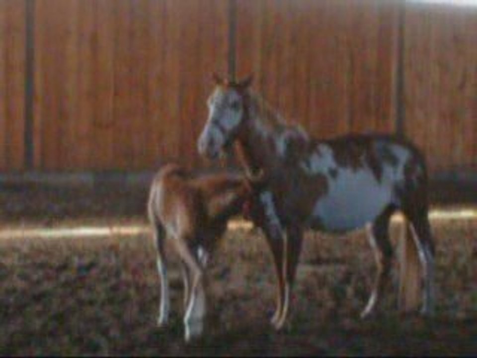 Films de la maman et de la petite pouliche....