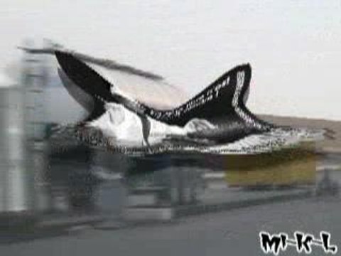 Tekos Larzac 2003 (France)