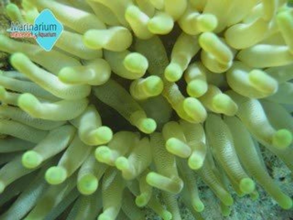 Marinarium Punta Cana