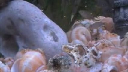 les multis en colonie